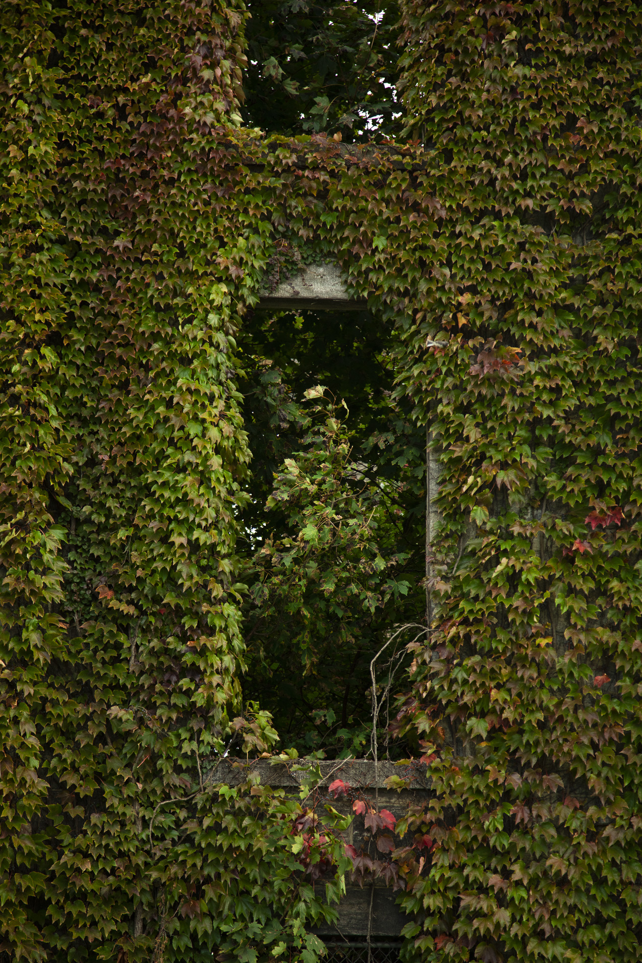 An architectural detail showing two glassless window and an architectural surface which has been entirely covered by a living plant that appears to be some sort of ivy